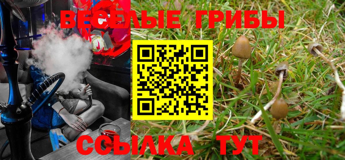 Сорочинск  Псилоцибиновые грибы Psilocybine cubensis  Вход с VPN 